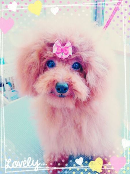 トリミング写真　４╱９　モコ