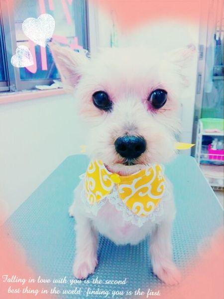 ４╱９トリミング写真　ココア