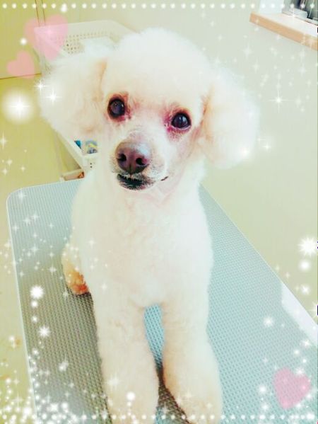 ４月１１日ノンノントリミング写真