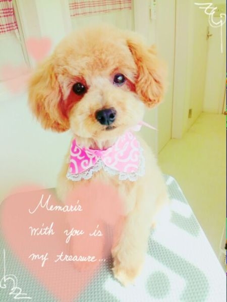 ４月１１日トリミング写真nap