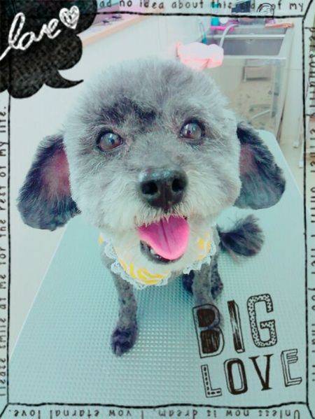 ４月１１日トリミング写真ゴン