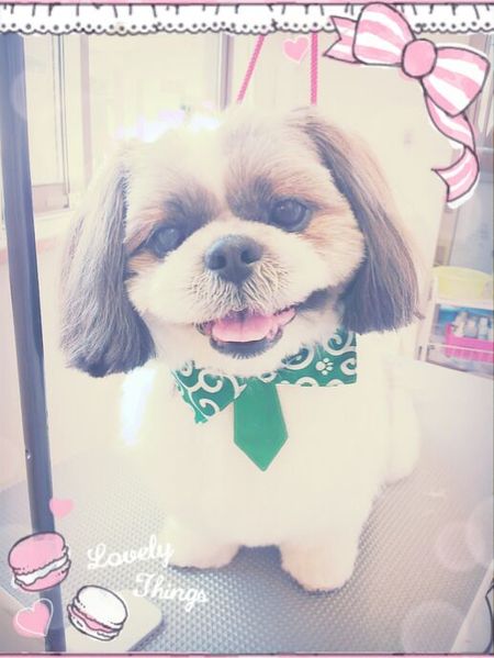 ４月１２日トリミング写真ロン