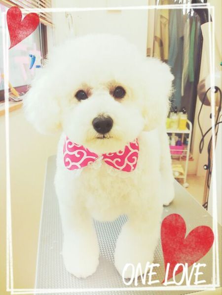 ４月１２日トリミング写真ピース(ＴＰ)