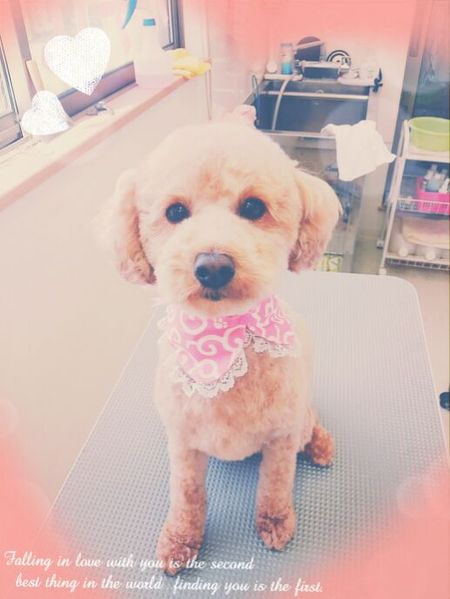 ４月１５日トリミング写真マロン