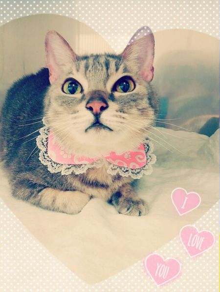 ４月１５にトリミング写真グレ