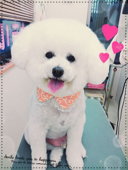 ４月１５日トリミング写真ルル