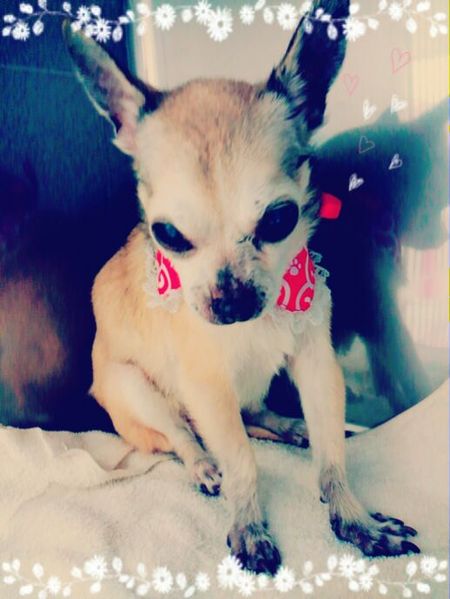 ４月１６日トリミング写真チップ