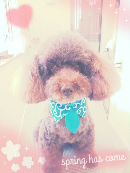 ４月１８日トリミング写真ムサシ