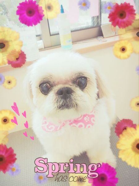 ４月１８日トリミング写真ひめ