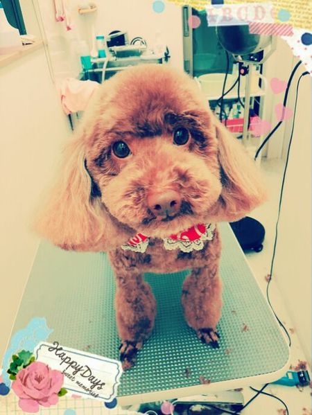 ４月１８日トリミング写真コロ