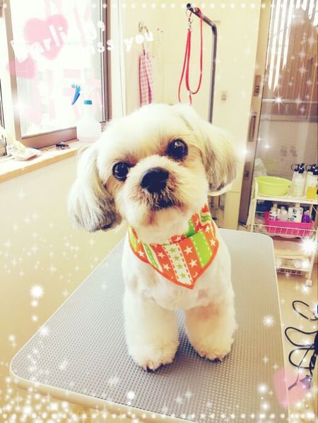 ４月１９日トリミング写真蓮