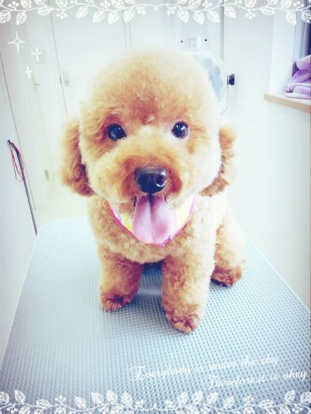 ４月１９日トリミング写真ぽん吉