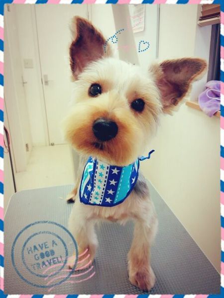 ４月１９日トリミング写真ぽん吉