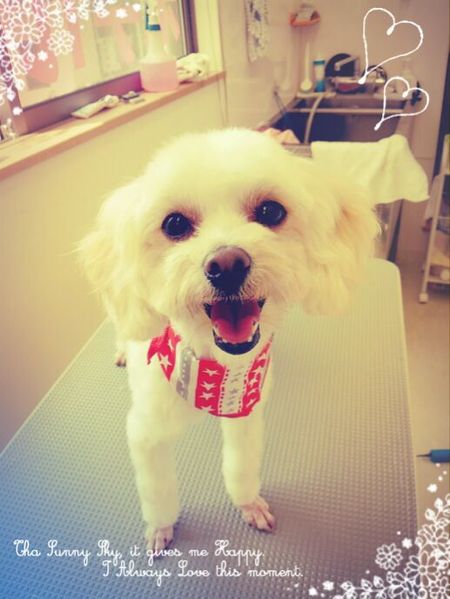 ４月２０日トリミング