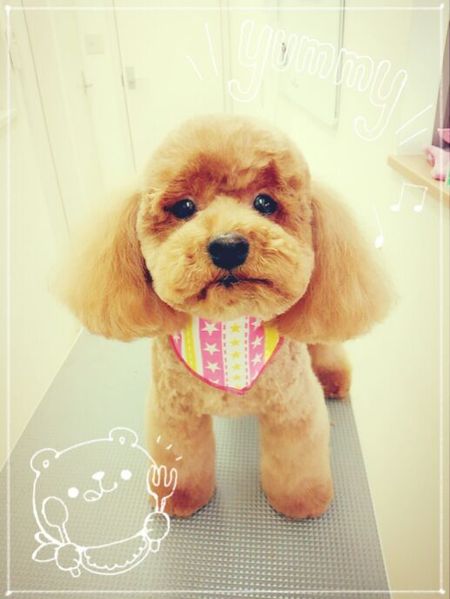 ４月２０日トリミング写真あんず