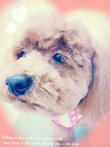 ４月２０トリミング写真あんず(横顔)