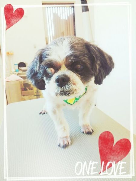 ４月２２日トリミング写真チーズ