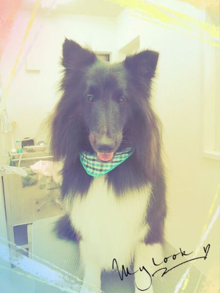 ４月２２日トリミング写真コーディー