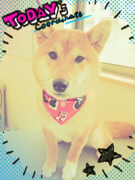 ４月２３日トリミング写真きなこ