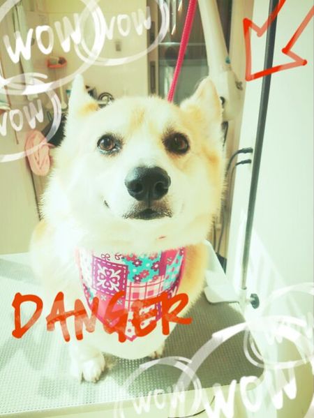 ４月２３日トリミング写真ビジュ