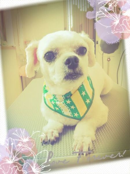 ４月２３日トリミング写真小太郎