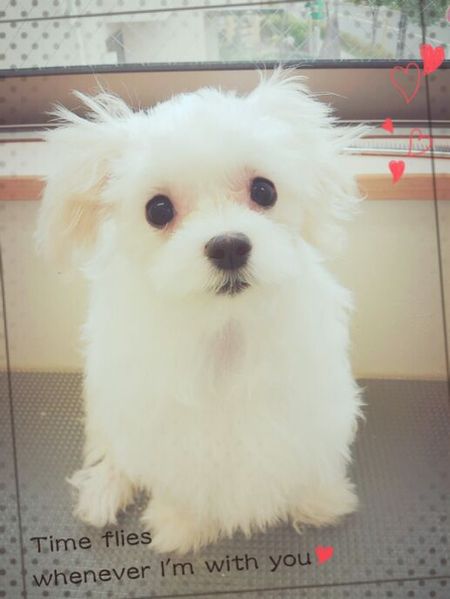 4月２３日トリミング写真ペロ