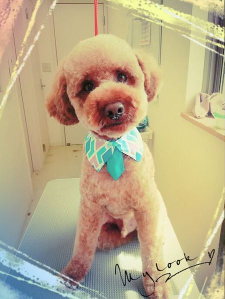 ４月２５日トリミング写真ムック