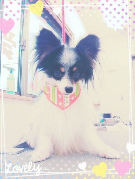 ４月２５日トリミング写真りっく