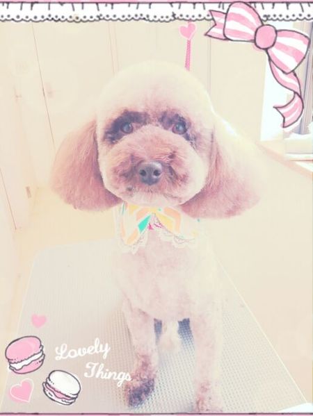 ４月２６日トリミング写真小豆