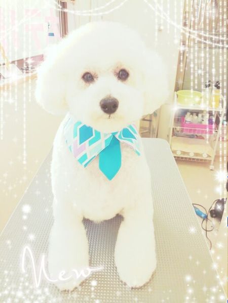 ４月２６日トリミング写真ピース