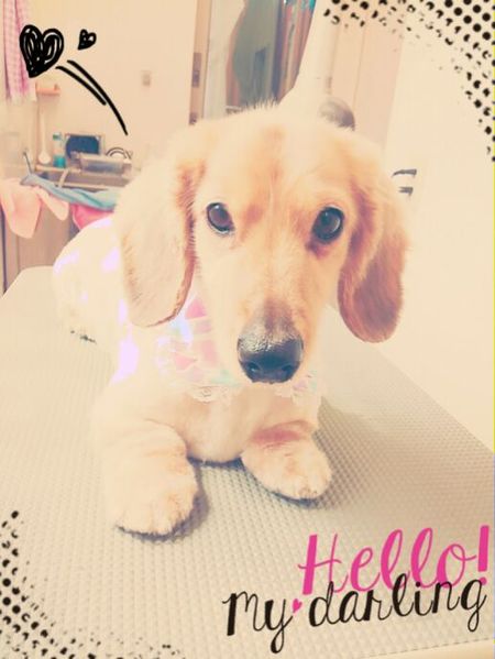 ４月２７日トリミング写真ステラ