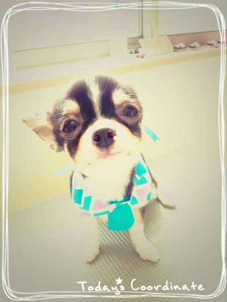 ４月２７日トリミング写真小太郎