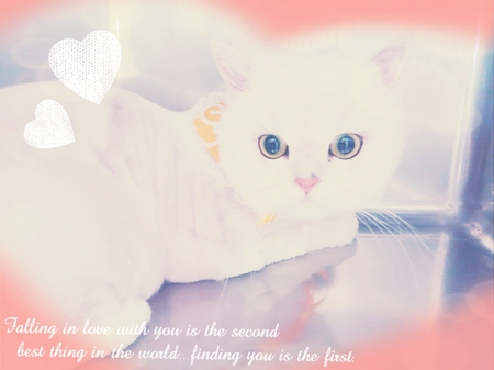 ４月１３日トリミング写真パッチ