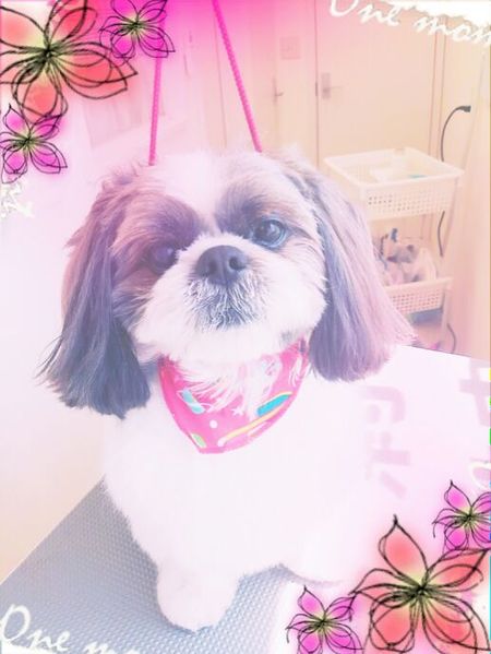 ４月２９日トリミング写真ロン