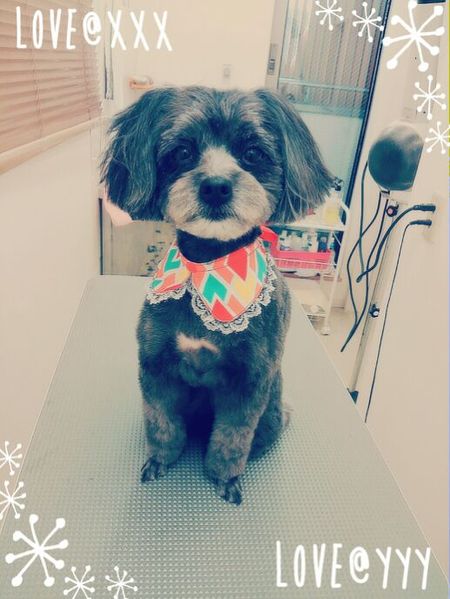 ４月３０日トリミング写真あんず