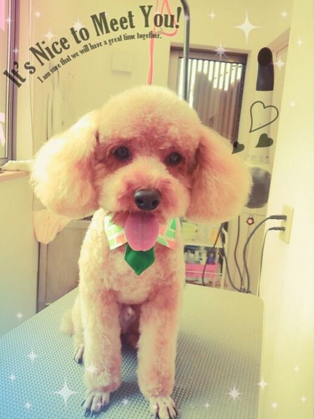 ４月３０日トリミング写真トーイ