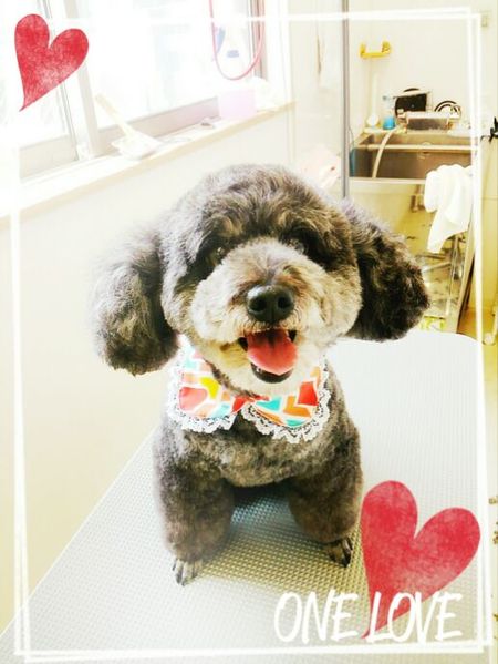 ４月３０日トリミング写真ナナ