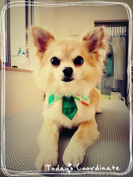 ５月２日トリミング写真しょうた