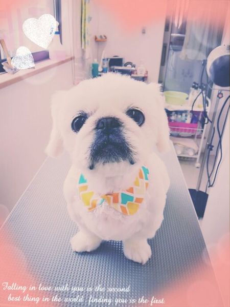 ５月３日トリミング写真武蔵