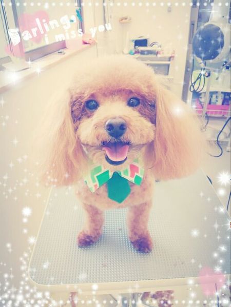 ５月３日トリミング写真チョコ