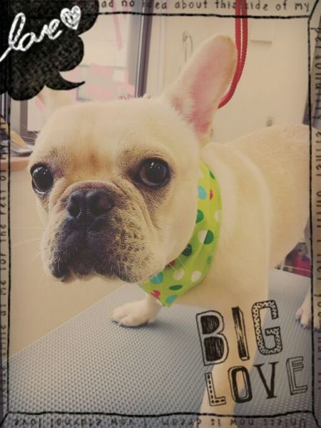 ５月６日トリミング写真レオ