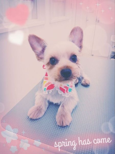 ５月６日トリミング写真ボイ