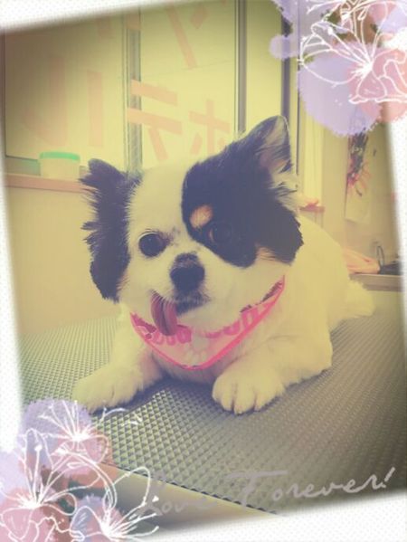 ５月７日トリミング写真ちょこらちゃん