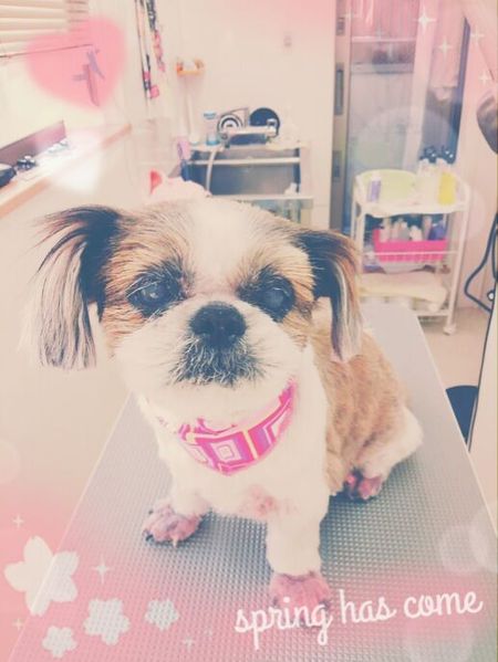 ５月７日トリミング写真モモ