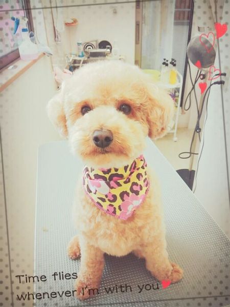 ５月９日トリミング写真マロン