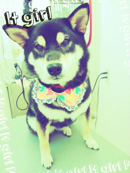 ５月９日トリミング写真おあげ