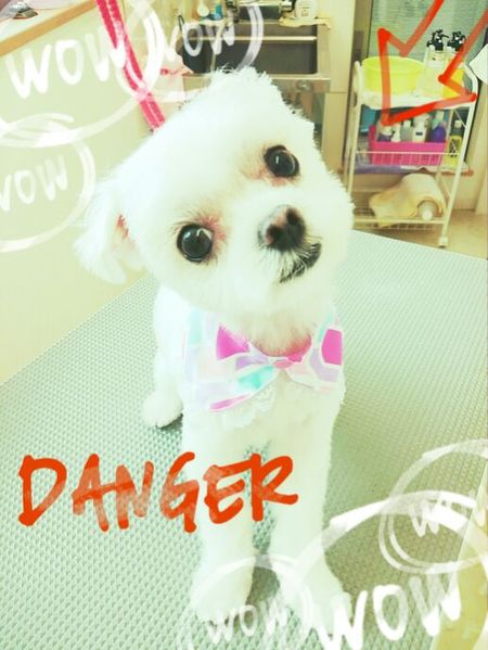 ５月１０日トリミング写真チーズ