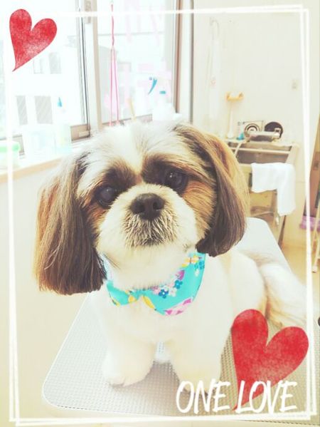 ５月１１日トリミング写真ロン