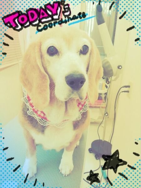 ５月１３日トリミング写真モー