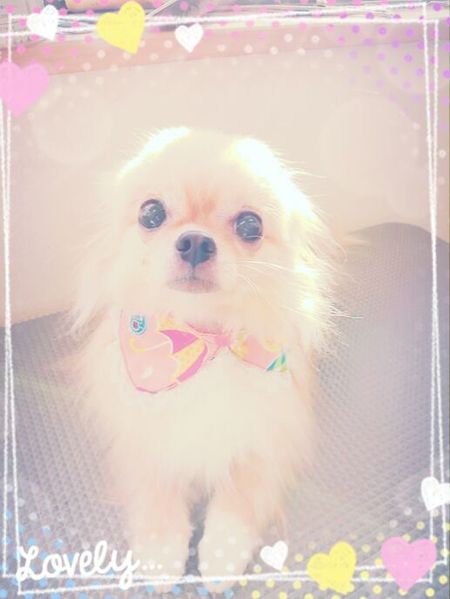 ５月１３日トリミング写真ココア